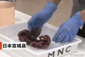 【娱乐】日本沿海发现九足章鱼